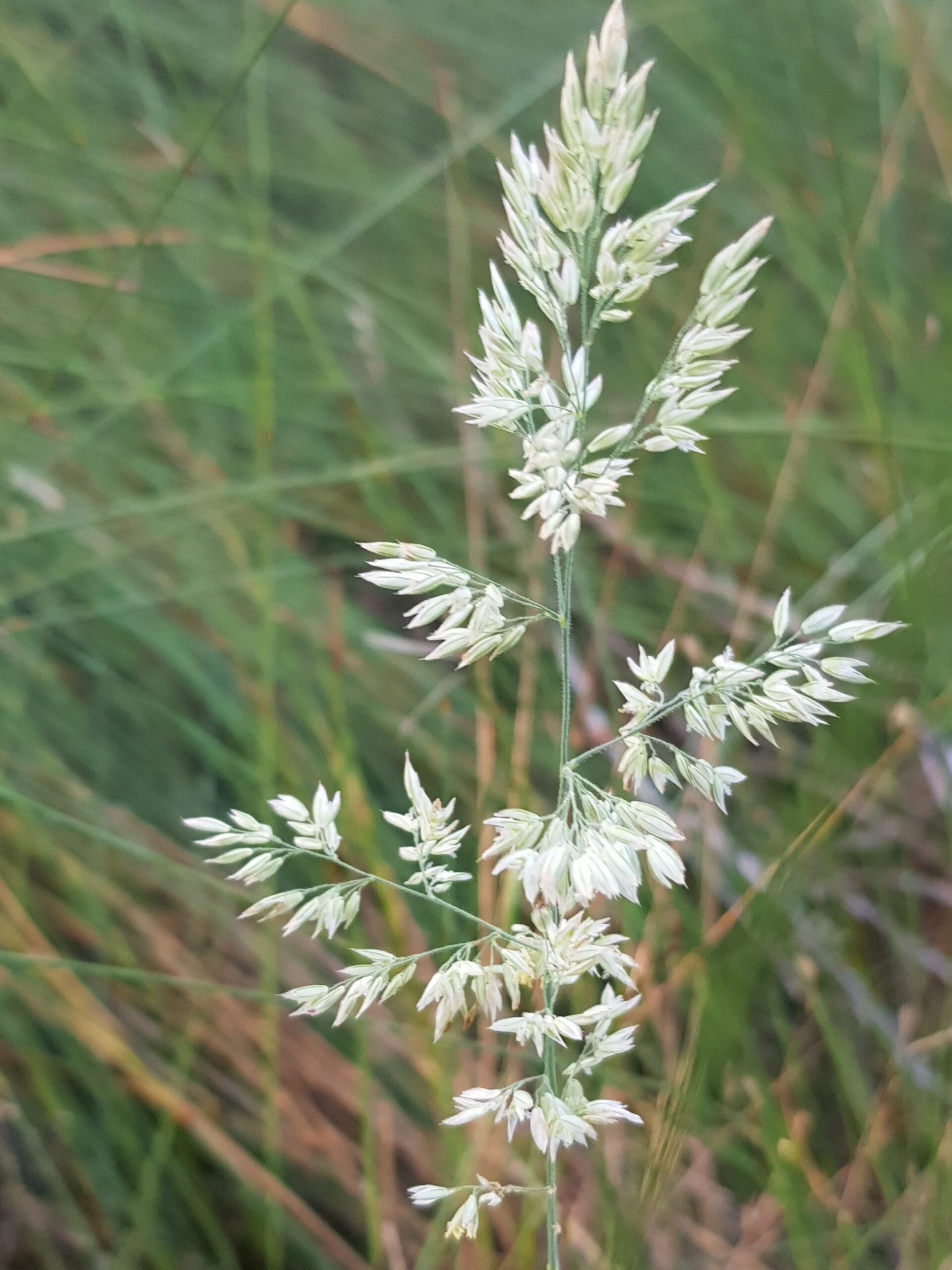 An image of a field flower on the contact page of Growing Glenda